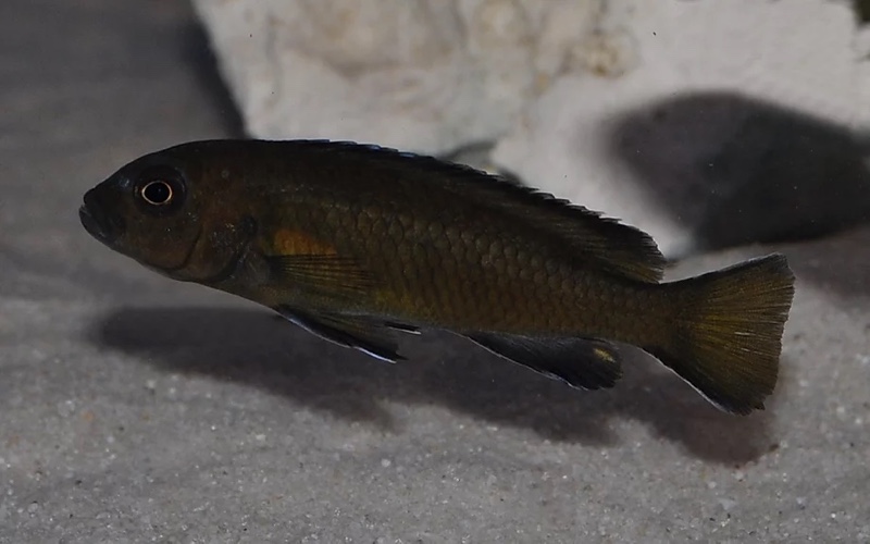 Maylandia usisyae 'Mara Rocks'